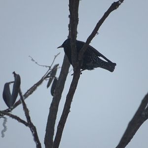 European Starling.