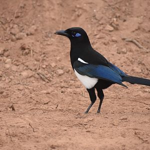 Maghreb magpie - (Embouchure de l'Oued Souss)