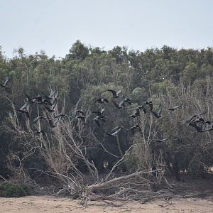 Northern bald ibis - (Estuaire de l'Oued Massa)