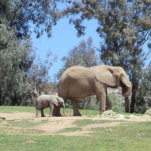 African elephants