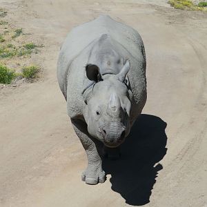 Indian rhinoceros