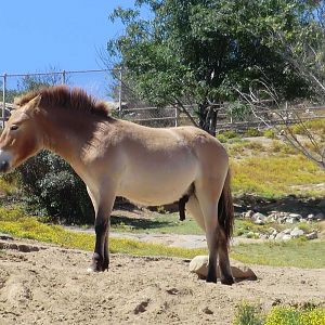 Przewalski's horse