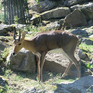 Reedbuck