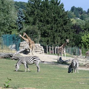 African savannah exhibit