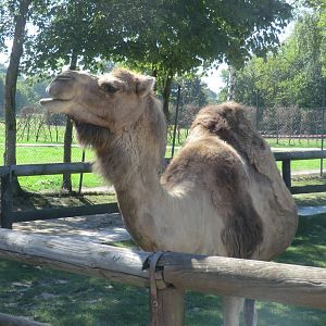 Dromedary