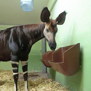 Okapi