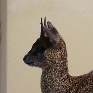 Klipspringer