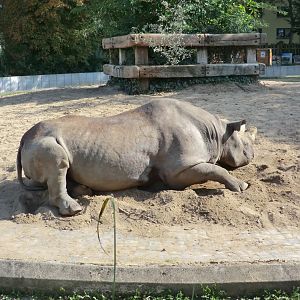 Black rhinoceros