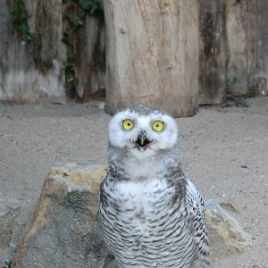 Snowy owl chick