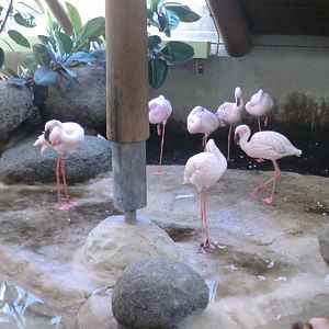 Lesser flamingoes indoor accommodation