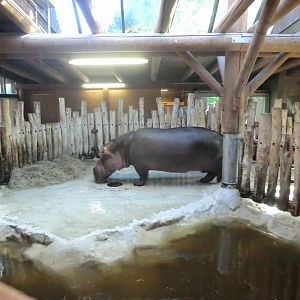 Common hippopotamus indoor accommodation