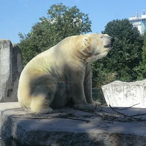 Polar bear