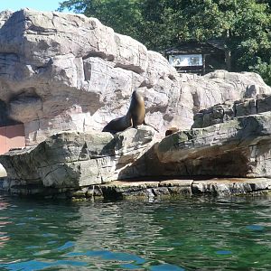 California sealion exhibit