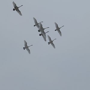 Flying Trumpeter Swans