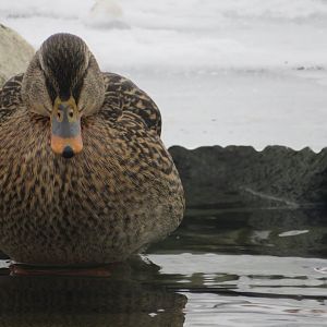 Female Mallard Duck