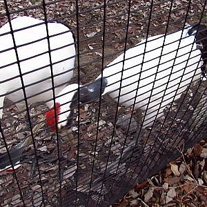 Sunset Zoo Mao & Sugi - YouTube