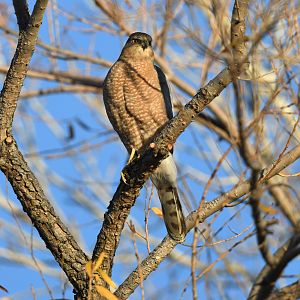 Coopers hawk