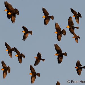 yellow headed blackbirds