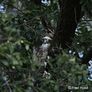 great horned owl