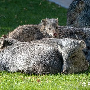 baby javelina resting on adults