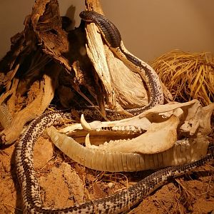 Freshly shed Siamese Spitting Cobra (Naja siamensis)