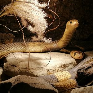 1.1 Snouted cobras (Naja annulifera)