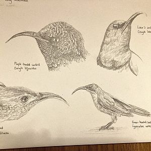 Page full of Sunbirds!