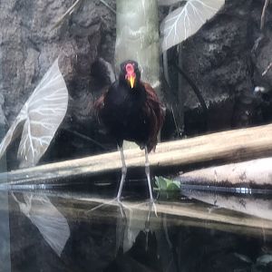 Wattled Jacana at Shedd Aquarium