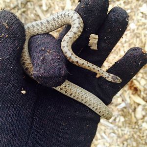 De Kay's snake in Baltimore, Maryland