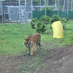 Mencari - The World’s Oldest Living Sumatran Tiger