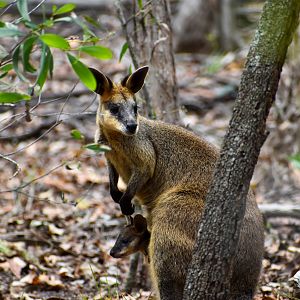 Swamp Wallaby with Joey (Wallabia bicolor)