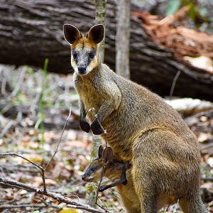 Swamp Wallaby with Joey (Wallabia bicolor)