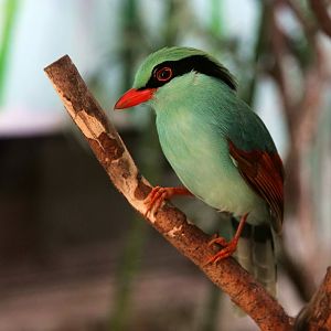 Common green magpie