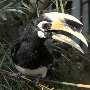 Oriental pied hornbill