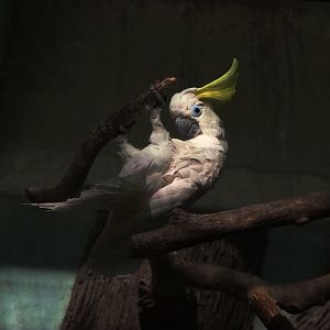 Sulphur-crested cuckatoo