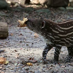 Hua Bei the male lowland tapir