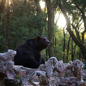 Ussuri brown bear