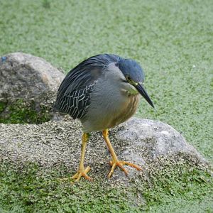 Striated heron - Arraial do Cabo ,RJ Brazil