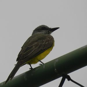 Great kiskadee - Arraial do Cabo, RJ Brazil