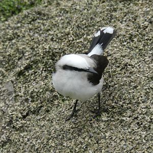 Masked-water tyrant - Arraial do Cabo, RJ Brazil