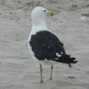 Great black-backed gull - Arraial do Cabo, RJ Brazil