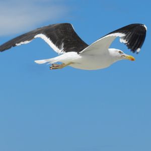 Great black-backed gull - Arraial do Cabo, RJ Brazil