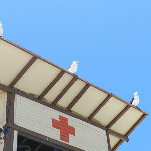 Aligned Great black-backed gulls Arraial do Cabo, RJ Brazil