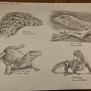 Page full of Monitor lizards!