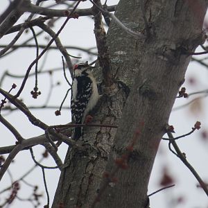 Downy woodpecker