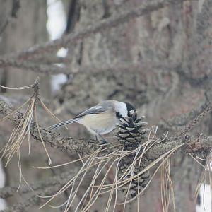 Black-Capped Chickadee