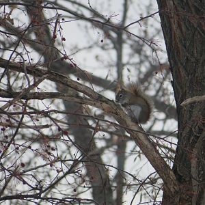 American Red Squirrel