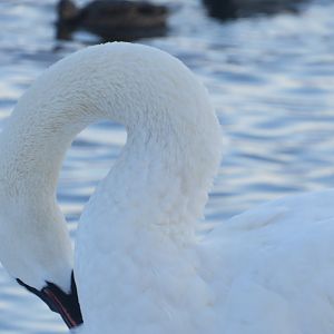 Trumpeter swan