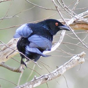 Spangled drongo.