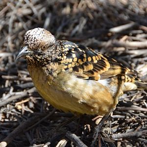 Spotted bowerbird.
